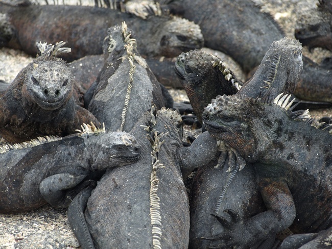 ../../Pictures/050210/079 Meerechsen.JPG